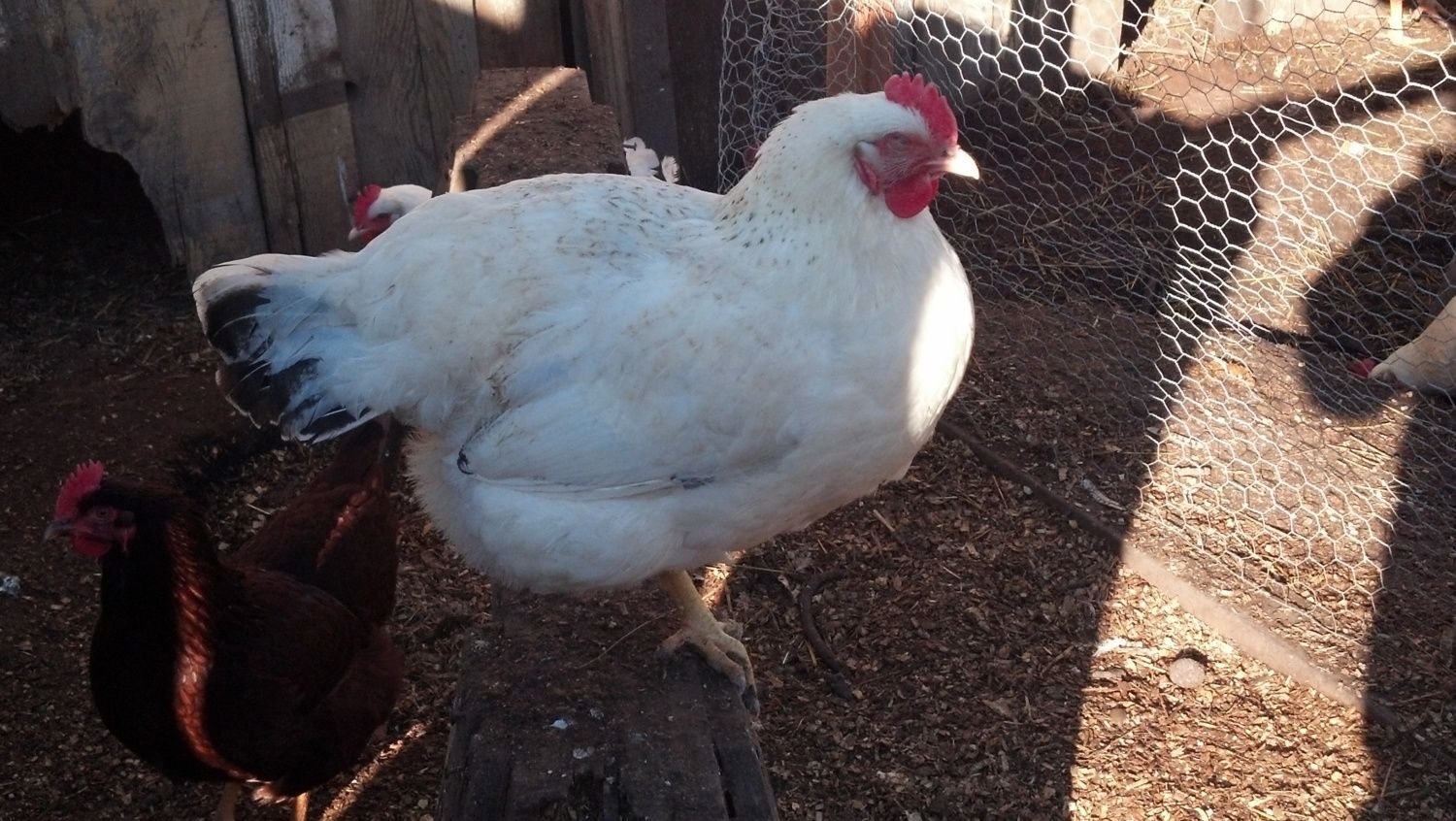 IMG its been raining so they're a little dirty from the cockerel